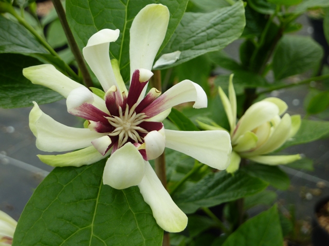 Calycanthus Venus